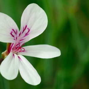 Pelargonium tomentosum, Peppermint Geranium, Peppermint-Scented Geranium, evergreen perennial, evergreen shrub, White flowers, White Pelargonium