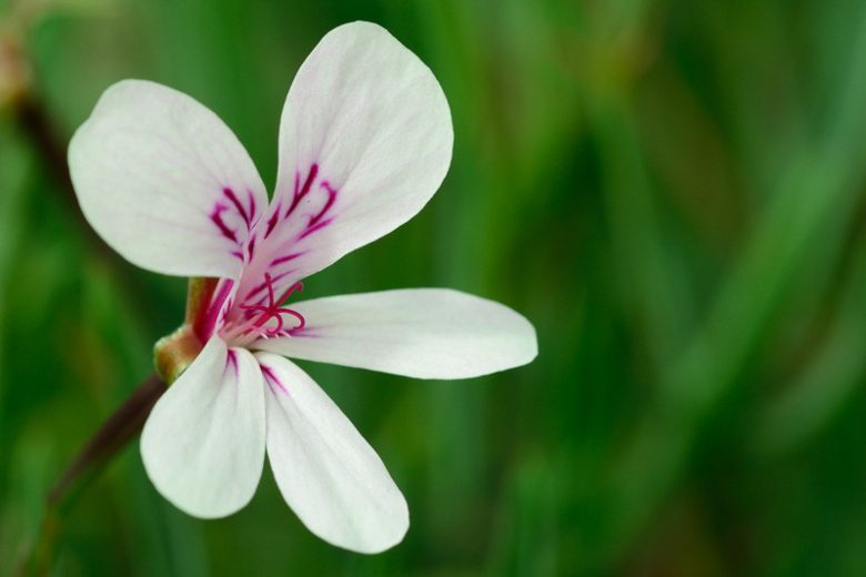 Pelargonium tomentosum, Peppermint Geranium, Peppermint-Scented Geranium, evergreen perennial, evergreen shrub, White flowers, White Pelargonium