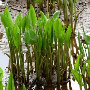 Peltandra virginica, Tuckahoe, Green Arrow Arum, Arrow Arum, Green Arum, Peltandra tharpii