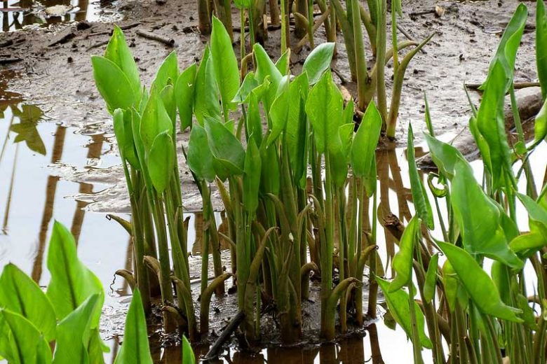 Peltandra virginica, Tuckahoe, Green Arrow Arum, Arrow Arum, Green Arum, Peltandra tharpii