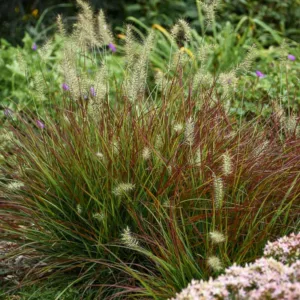 Pennisetum Alopecuroides 'Burgundy Bunny', Fountain Grass 'Burgundy Bunny', Foxtail Grass 'Burgundy Bunny', Chinese Fountain Grass 'Hameln', Fountain Grass design ideas, Foxtail Grass design ideas
