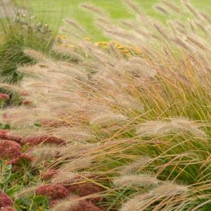Pennisetum Alopecuroides 'Desert Plains', Fountain Grass 'Desert Plains', Foxtail Grass 'Desert Plains', Chinese Fountain Grass 'Desert Plains', Fountain Grass design ideas, Foxtail Grass design ideas