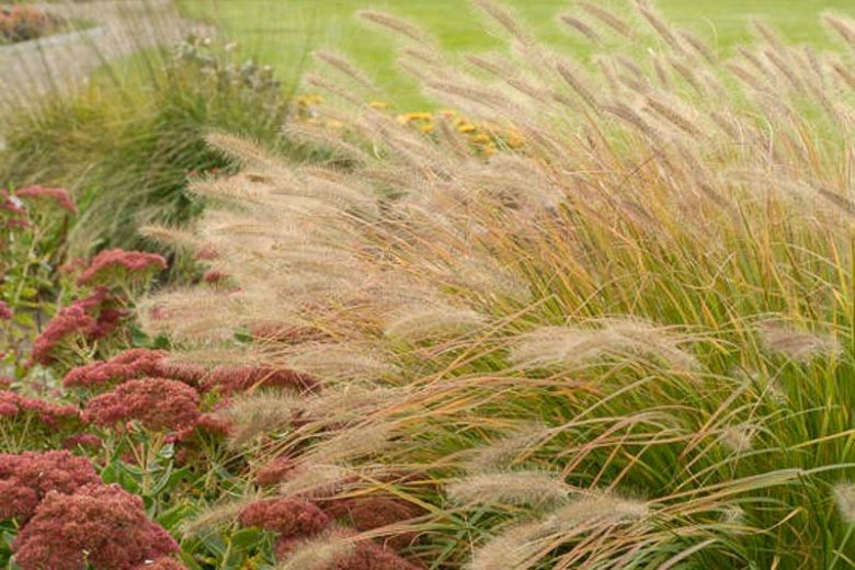 Pennisetum Alopecuroides 'Desert Plains', Fountain Grass 'Desert Plains', Foxtail Grass 'Desert Plains', Chinese Fountain Grass 'Desert Plains', Fountain Grass design ideas, Foxtail Grass design ideas