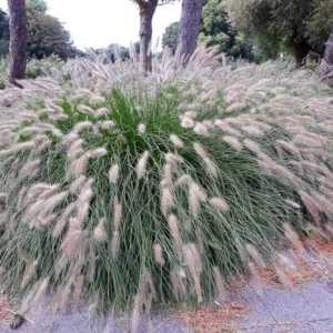 Pennisetum Alopecuroides 'Hameln', Fountain Grass 'Hameln', Foxtail Grass 'Hameln', Chinese Fountain Grass 'Hameln', Fountain Grass design ideas, Foxtail Grass design ideas