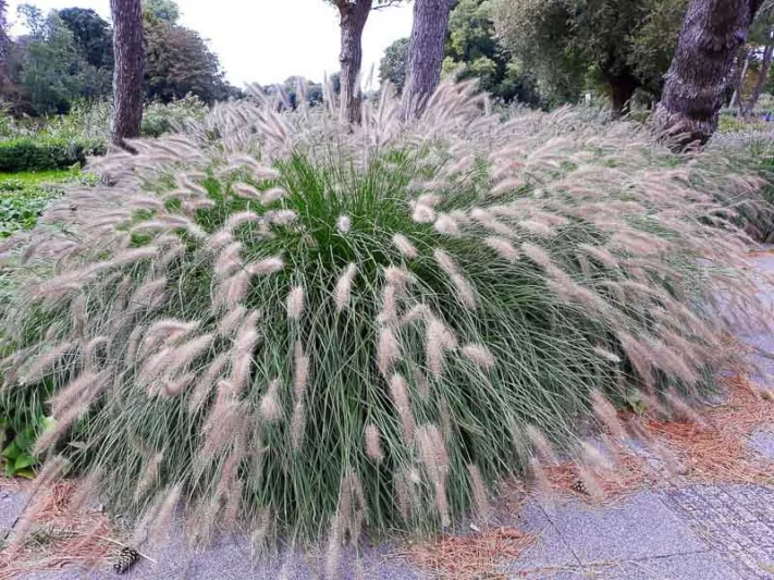 Pennisetum Alopecuroides 'Hameln', Fountain Grass 'Hameln', Foxtail Grass 'Hameln', Chinese Fountain Grass 'Hameln', Fountain Grass design ideas, Foxtail Grass design ideas