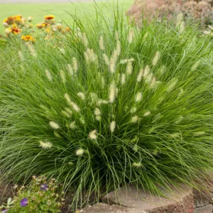 Pennisetum Alopecuroides 'Little Bunny', Fountain Grass 'Little Bunny', Foxtail Grass 'Little Bunny', Chinese Fountain Grass 'Hameln', Fountain Grass design ideas, Foxtail Grass design ideas