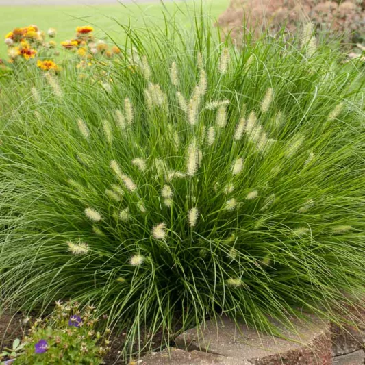 Pennisetum Alopecuroides 'Little Bunny', Fountain Grass 'Little Bunny', Foxtail Grass 'Little Bunny', Chinese Fountain Grass 'Hameln', Fountain Grass design ideas, Foxtail Grass design ideas