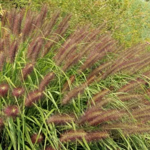 Pennisetum Alopecuroides 'Red Head', Fountain Grass 'Red Head', Foxtail Grass 'Red Head', Chinese Fountain Grass 'Red Head', Fountain Grass design ideas, Foxtail Grass design ideas