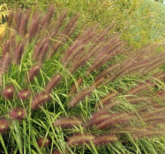 Pennisetum Alopecuroides 'Red Head', Fountain Grass 'Red Head', Foxtail Grass 'Red Head', Chinese Fountain Grass 'Red Head', Fountain Grass design ideas, Foxtail Grass design ideas