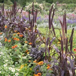 Pennisetum glaucum 'Purple Majesty', Ornamental Millet 'Purple Majesty', Pennisetum 'Purple Majesty', Pearl Millet