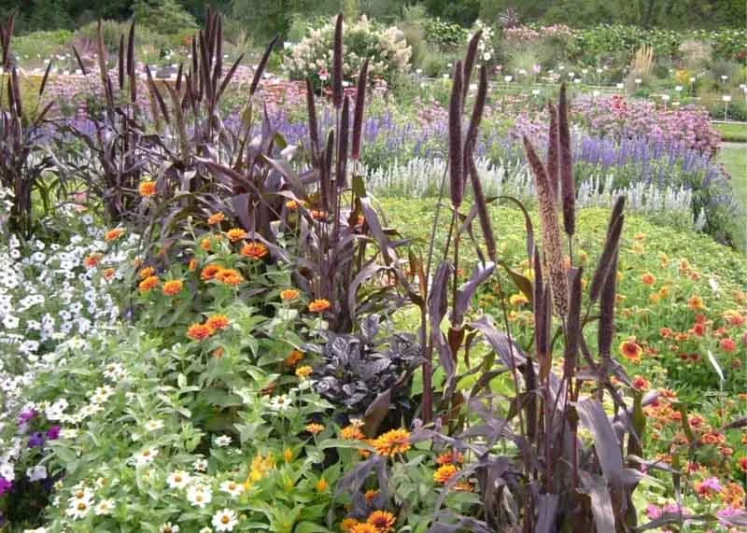 Pennisetum glaucum 'Purple Majesty', Ornamental Millet 'Purple Majesty', Pennisetum 'Purple Majesty', Pearl Millet