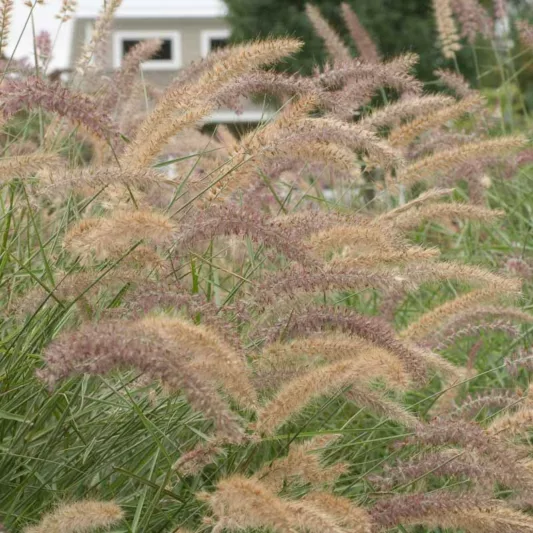 Pennisetum Orientale 'Karley Rose', Pennisetum Orientale, Oriental Fountain Grass 'Karley Rose'