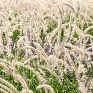 Pennisetum Orientale, Oriental Fountain Grass, Ornamental Grass, Perennial grass, Fountain Grass