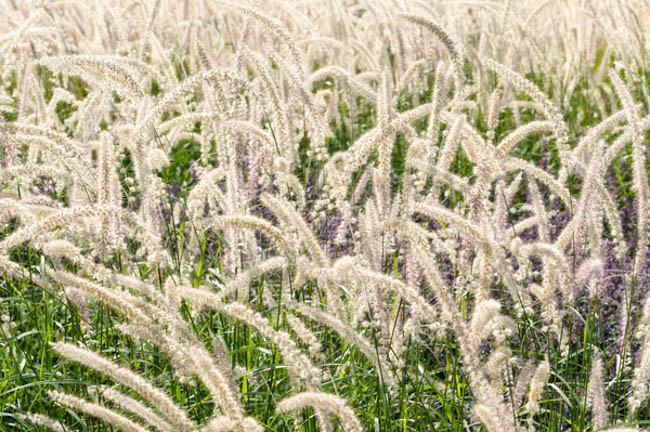 Pennisetum Orientale, Oriental Fountain Grass, Ornamental Grass, Perennial grass, Fountain Grass