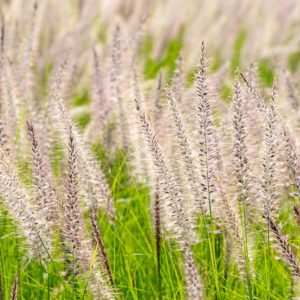Pennisetum Setaceum, Purple Fountain Grass, African Fountain Grass, Fountain Grass, Ruby Grass, Pennisetum rueppellii