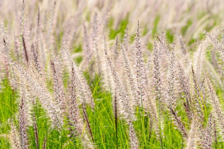 Pennisetum Setaceum, Purple Fountain Grass, African Fountain Grass, Fountain Grass, Ruby Grass, Pennisetum rueppellii