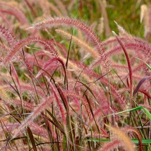 Pennisetum Setaceum Fireworks, Purple Fountain Grass information, Red Fountain Grass information, Purple Fountain Grass design ideas, Red Fountain Grass design ideas