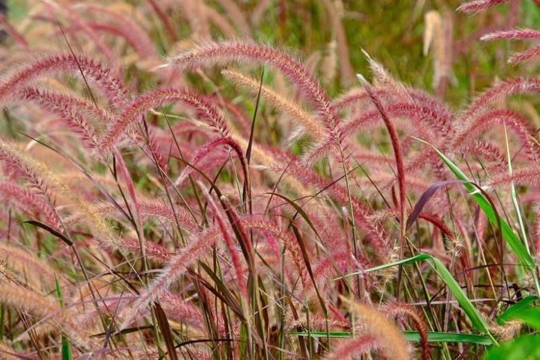 Pennisetum Setaceum Fireworks, Purple Fountain Grass information, Red Fountain Grass information, Purple Fountain Grass design ideas, Red Fountain Grass design ideas