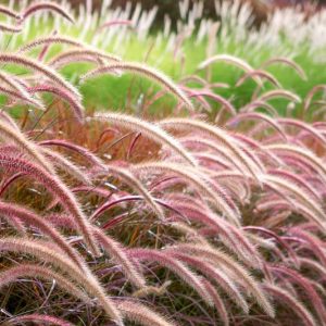 Pennisetum Setaceum Rubrum, Purple Fountain Grass information, Red Fountain Grass information, Purple Fountain Grass design ideas, Red Fountain Grass design ideas