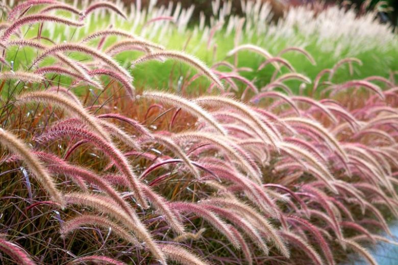 Pennisetum Setaceum Rubrum, Purple Fountain Grass information, Red Fountain Grass information, Purple Fountain Grass design ideas, Red Fountain Grass design ideas