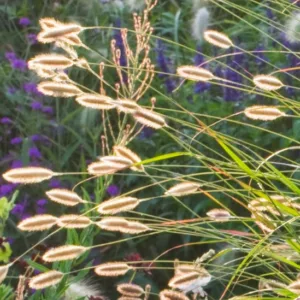 Pennisetum thunbergii 'Red Buttons',  Red Buttons Fountain Grass, Pennisetum 'Red Buttons', Thunberg's Fountain Grass, Ornamental Grasses