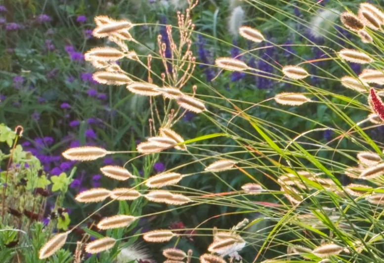 Pennisetum thunbergii 'Red Buttons',  Red Buttons Fountain Grass, Pennisetum 'Red Buttons', Thunberg's Fountain Grass, Ornamental Grasses