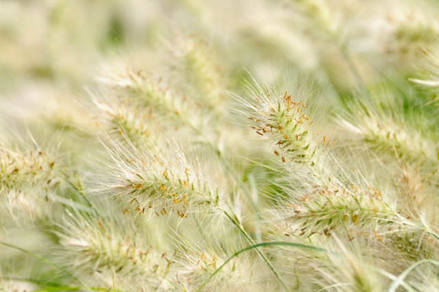 Pennisetum Villosum information, Feathertop Grass information, Foxtail Grass information