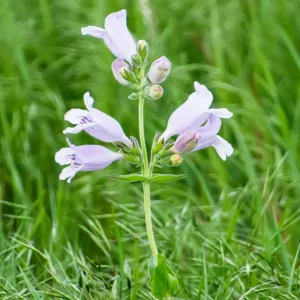 Penstemon cobaea,  Prairie Penstemon, Prairie Beardtongue, Foxglove Penstemon, Foxglove Beardtongue, False Foxglove, Large-flowered Penstemon, Large-flowered Beardtongue, Cobaea Penstemon, Cobaea Beardtongue, Wild Foxglove