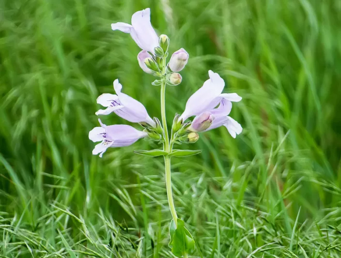 Penstemon cobaea,  Prairie Penstemon, Prairie Beardtongue, Foxglove Penstemon, Foxglove Beardtongue, False Foxglove, Large-flowered Penstemon, Large-flowered Beardtongue, Cobaea Penstemon, Cobaea Beardtongue, Wild Foxglove