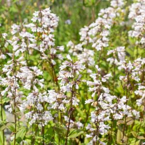 Penstemon Digitalis 'Husker Red', Beardtongue 'Husker Red', Beard Tongue 'Husker Red', Penstemon 'Husker Red', White Penstemon, White Beardtongue, White Beard Tongue