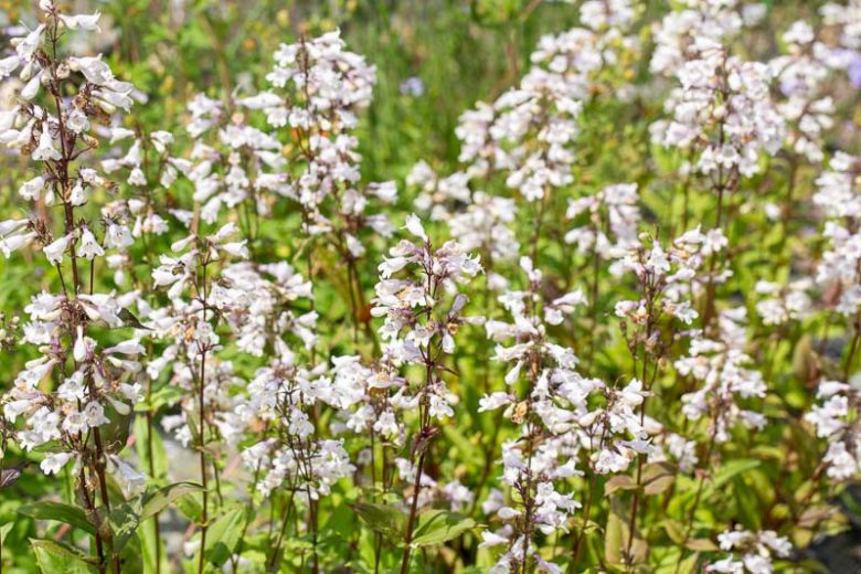 Penstemon Digitalis 'Husker Red', Beardtongue 'Husker Red', Beard Tongue 'Husker Red', Penstemon 'Husker Red', White Penstemon, White Beardtongue, White Beard Tongue