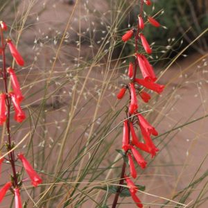 Penstemon eatonii, Firecracker Penstemon, Firecracker Beardtongue, Eaton's Penstemon, Eaton's Beardtongue, Red Penstemon, Red Beardtongue