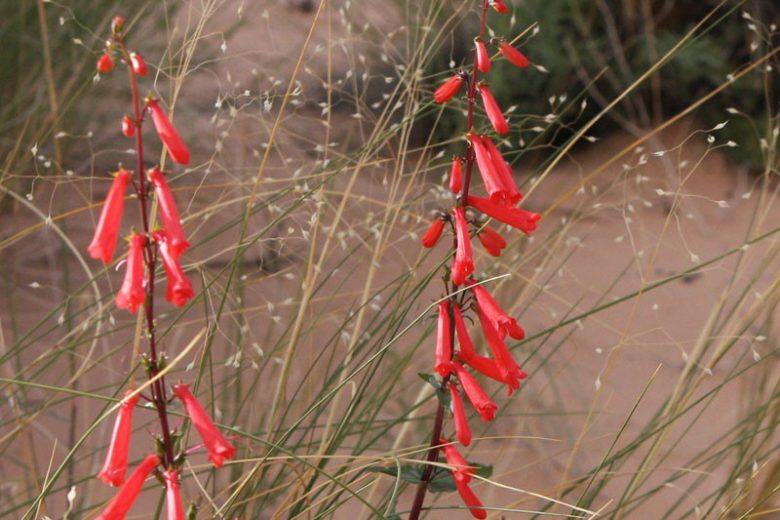 Penstemon eatonii, Firecracker Penstemon, Firecracker Beardtongue, Eaton's Penstemon, Eaton's Beardtongue, Red Penstemon, Red Beardtongue