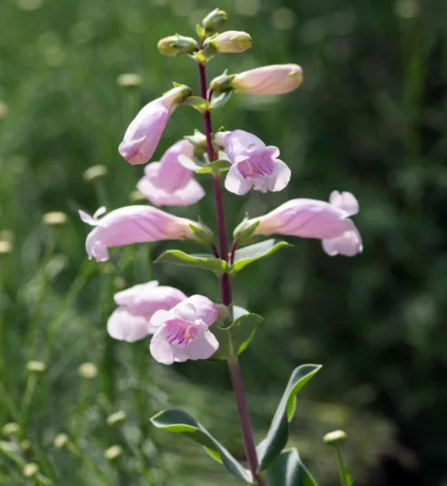 Penstemon grandiflorus, Large Beardtongue, Large-flowered Beardtongue, Large-flowered Penstemon, Showy Beardtongue, Pink Beardtongue, Shell-leaf Beardtongue, Canterbury Bells, Wild Foxglove, Pink Penstemon, Pink Beardtongue, Pink Beard Tongue