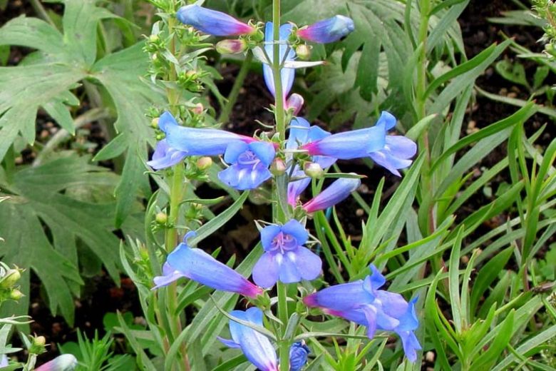 Penstemon heterophyllus 'Blue Spring',  Bunchleaf Penstemon 'Blue Spring', Bunchleaf Beardtongue 'Blue Spring', Foothill Penstemon 'Blue Spring', Foothill Beardtongue 'Blue Spring'