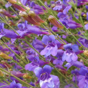 Penstemon heterophyllus 'Margarita BOP',  Bunchleaf Penstemon 'Margarita BOP', Bunchleaf Beardtongue 'Margarita BOP', Foothill Penstemon 'Margarita BOP', Foothill Beardtongue 'Margarita BOP'
