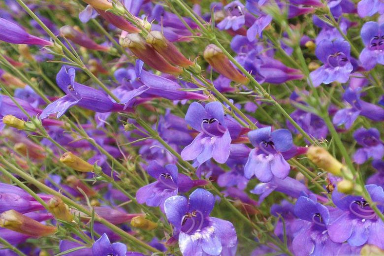 Penstemon heterophyllus 'Margarita BOP',  Bunchleaf Penstemon 'Margarita BOP', Bunchleaf Beardtongue 'Margarita BOP', Foothill Penstemon 'Margarita BOP', Foothill Beardtongue 'Margarita BOP'