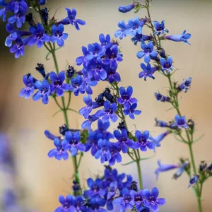 Penstemon mensarum,  Grand Mesa Beardtongue, Grand Mesa Penstemon, Tiger Beardtongue, Blue Penstemon