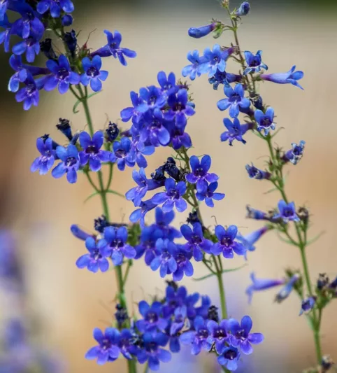 Penstemon mensarum,  Grand Mesa Beardtongue, Grand Mesa Penstemon, Tiger Beardtongue, Blue Penstemon