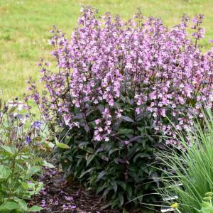 Penstemon 'Midnight Masquerade',  Beardtongue 'Midnight Masquerade', Purple Penstemon, Purple Beardtongue, Lavender Penstemon, Lavender Beardtongue