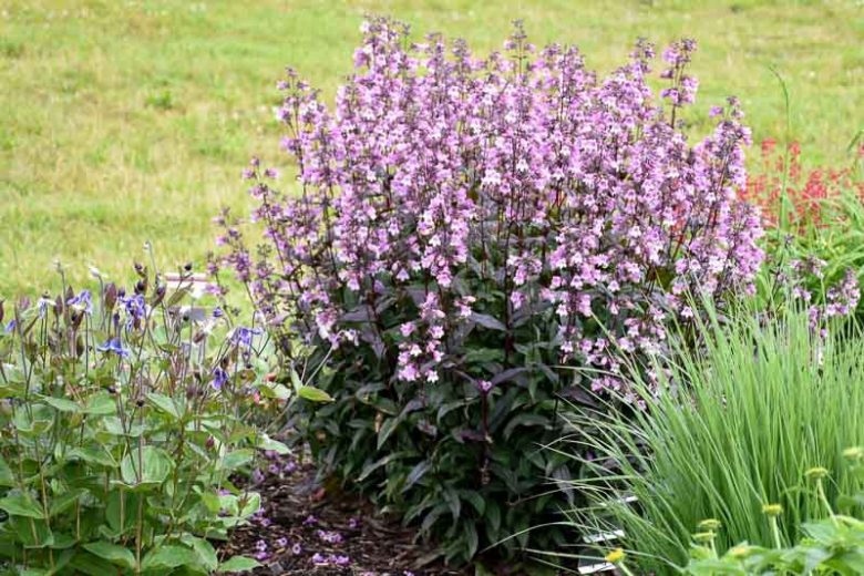 Penstemon 'Midnight Masquerade',  Beardtongue 'Midnight Masquerade', Purple Penstemon, Purple Beardtongue, Lavender Penstemon, Lavender Beardtongue