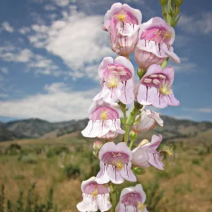 Penstemon palmeri, Palmer's Penstemon, Palmer's Beardtongue, Scented Penstemon, Scented Beardtongue, Pink Penstemon, Pink Beardtongue