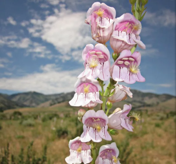 Penstemon palmeri, Palmer's Penstemon, Palmer's Beardtongue, Scented Penstemon, Scented Beardtongue, Pink Penstemon, Pink Beardtongue