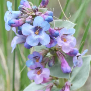 Penstemon speciosus, Royal Penstemon, Royal Beardtongue, Sagebrush Penstemon, Sagebrush Beardtongue, Penstemon speciosus ssp. kennedyi, Blue Penstemon, Blue Beardtongue