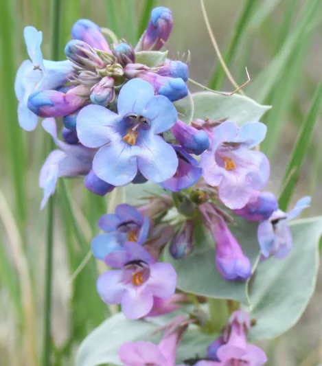 Penstemon speciosus, Royal Penstemon, Royal Beardtongue, Sagebrush Penstemon, Sagebrush Beardtongue, Penstemon speciosus ssp. kennedyi, Blue Penstemon, Blue Beardtongue