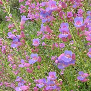 Penstemon spectabilis,  Showy Penstemon, Showy Beardtongue, Royal Penstemon, Royal Beardtongue