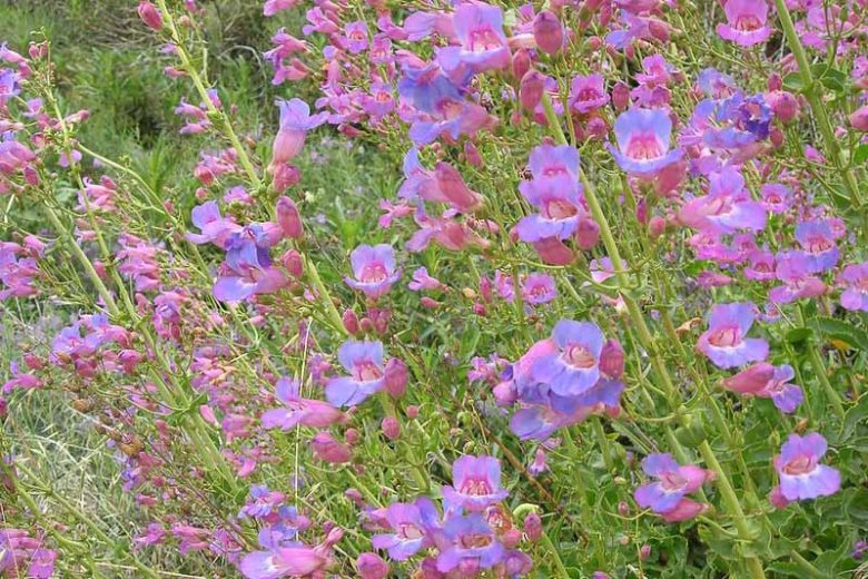 Penstemon spectabilis,  Showy Penstemon, Showy Beardtongue, Royal Penstemon, Royal Beardtongue