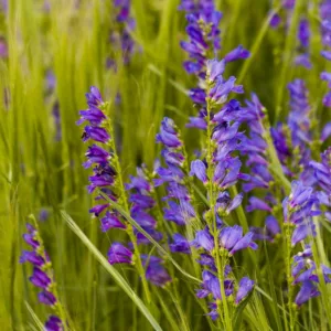 Penstemon strictus,  Rocky Mountain Penstemon, Rocky Mountain Beardtongue, Blue Penstemon