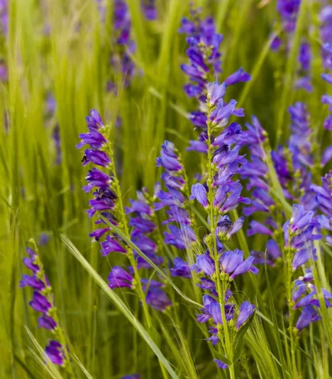 Penstemon strictus,  Rocky Mountain Penstemon, Rocky Mountain Beardtongue, Blue Penstemon