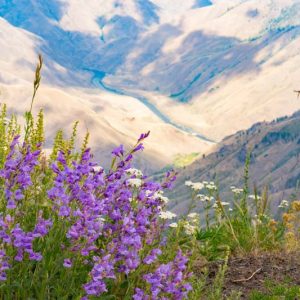 Penstemon venustus, Venus Penstemon, Venus Beardtongue, Purple Penstemon, Purple Beardtongue